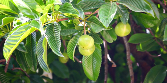 Dilenia maca de elefante fruta